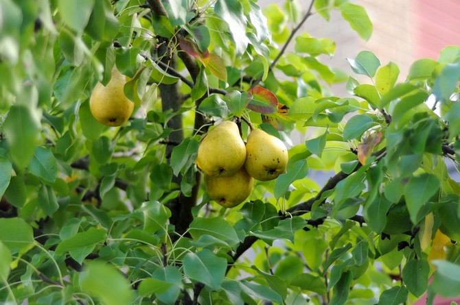päärynän fret
