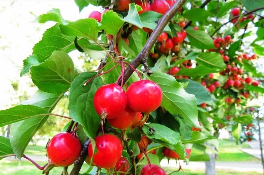 berry apple tree