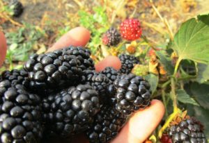 Ang pinakamahusay na uri ng remontant blackberry, pagtatanim, paglaki at pag-aalaga