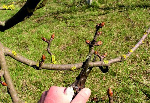 pruning peras