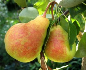 Description and characteristics of pears Lada, ripening terms, care and cultivation