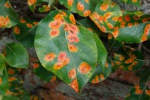 Qué hacer si hay manchas amarillas en las hojas de una pera, las causas de la enfermedad y su tratamiento.