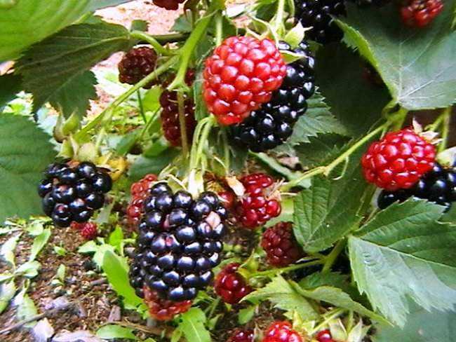 mga sariwang blackberry