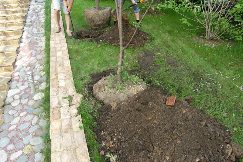 plantarea unui pom în suburbi