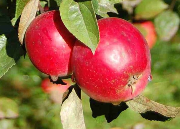 apple anise