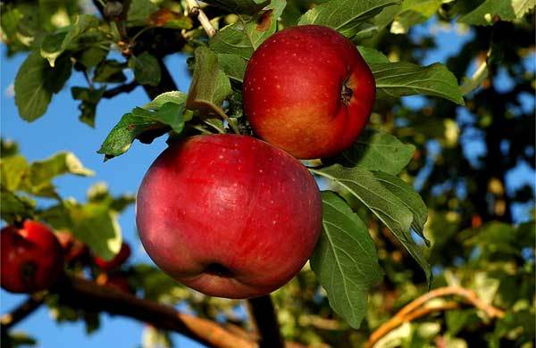 äppelträd Aport