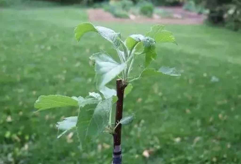 een appelboom laten groeien uit een tak