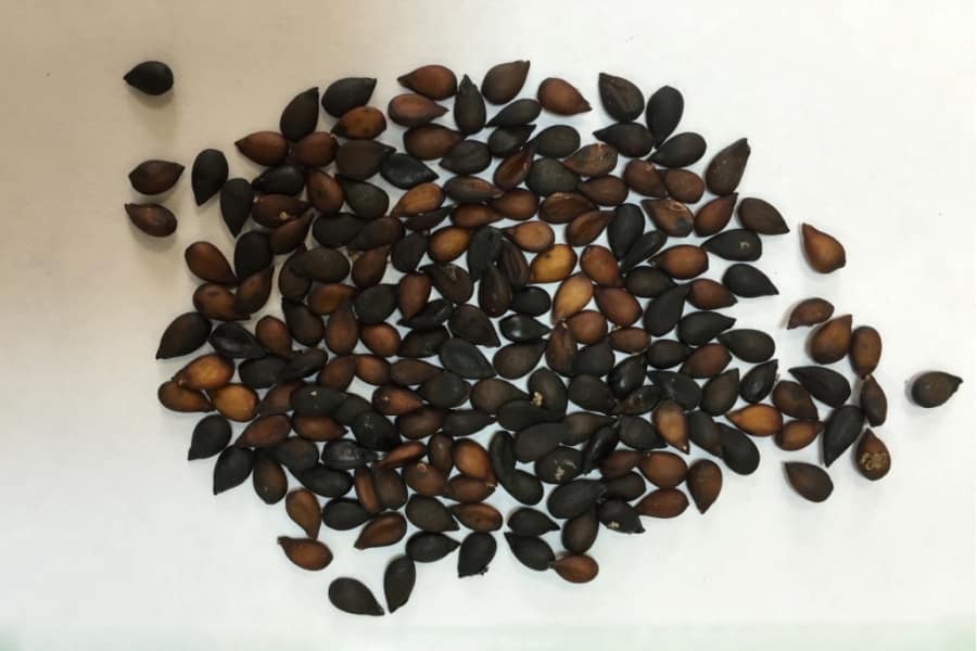semillas de pera