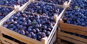 How to store plums at home by freezing, drying and pickling