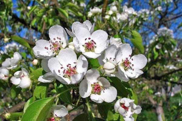 fiori di pera