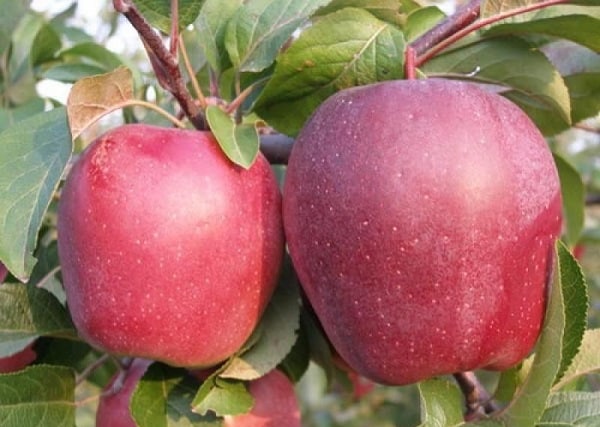 jablká mac