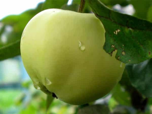 æble træ papir