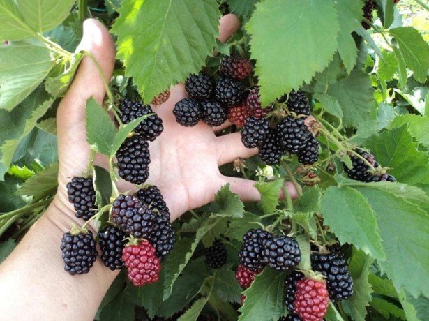 blackberry variety Valdo