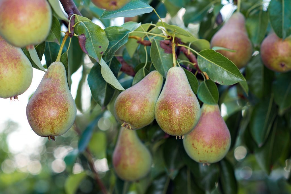 pear ricks