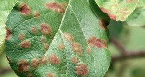 What kind of disease is when black spots appear on the leaves of an apple tree, how to treat it and what to do
