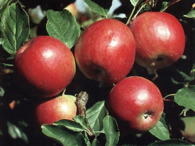 apple tree red early