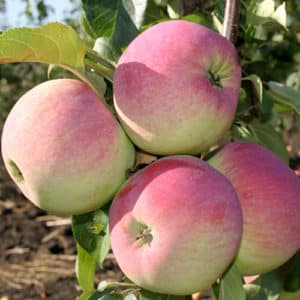 Opis i cechy odmiany jabłek Świeżość, subtelności sadzenia i pielęgnacji