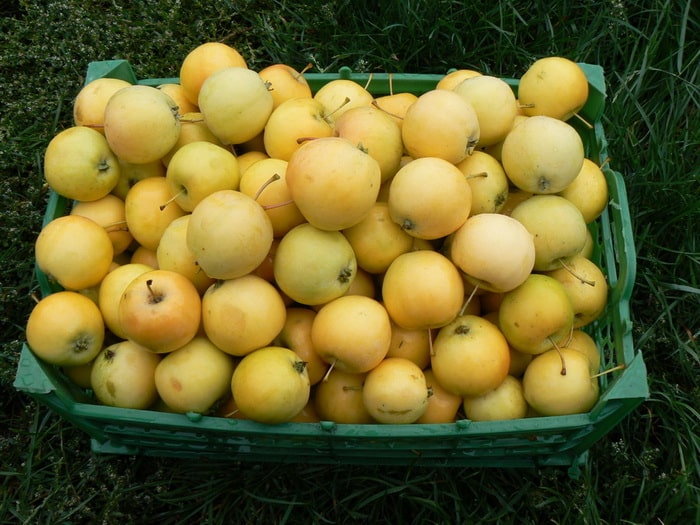 apple-tree Ural bulk