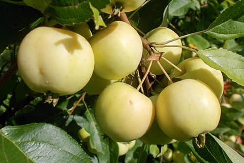 jabuka Uralna rasuta jabuka