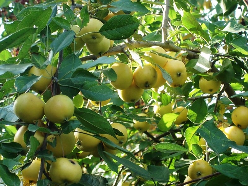äppelträd Ural bulk