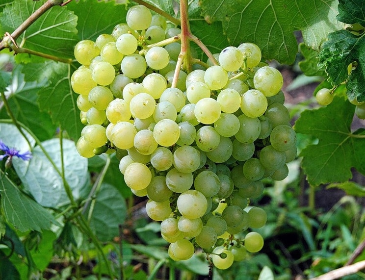 perły winogronowe