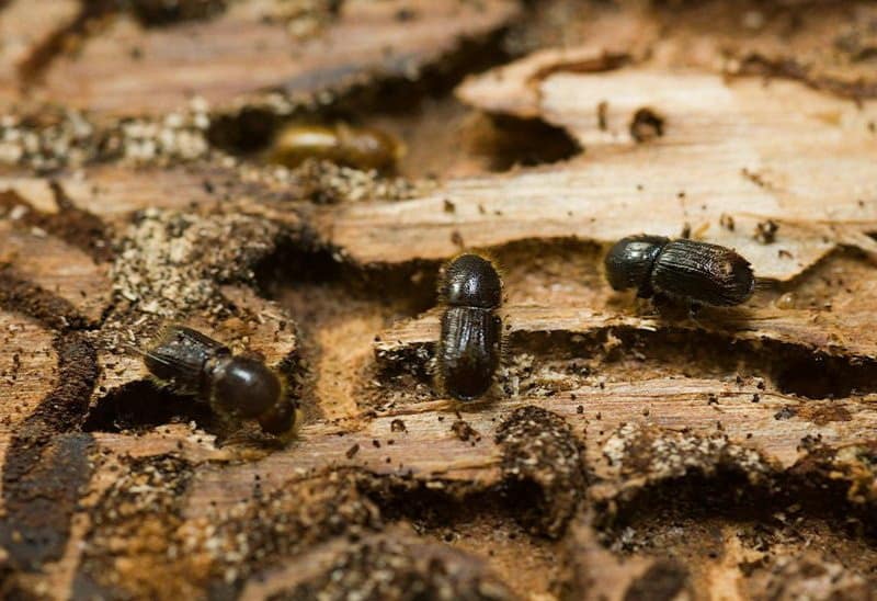 bark beetle sa puno ng mansanas