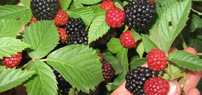 blackberry para sa mga ural