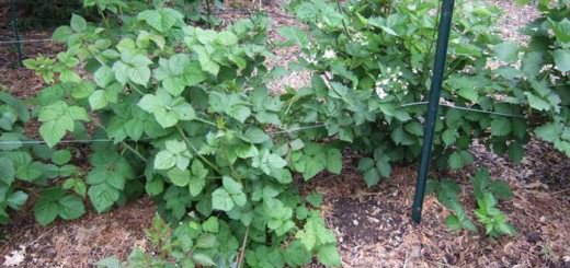 Blackberry Thornless stedsegrøn