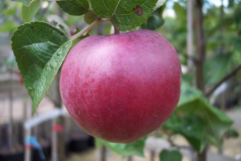 Äpfel Mac