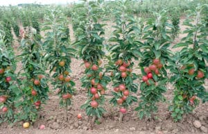Las mejores y nuevas variedades de manzanos columnares para la región de Moscú con una descripción.