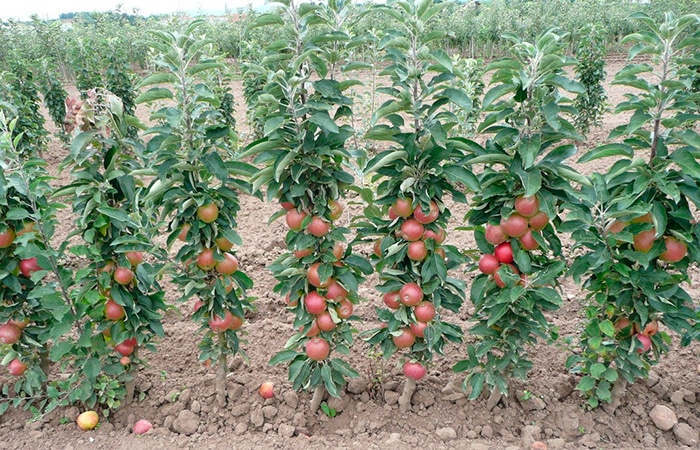 sütunlu elma ağaçları