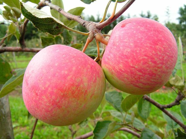 sadzenie jabłoni na przedmieściach
