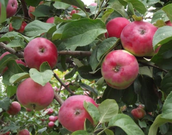 borovinka التفاح شجرة