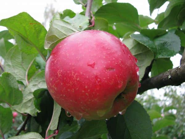 belleza del manzano de sverdlovsk