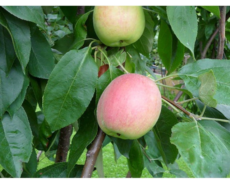 äppelträd arkadik