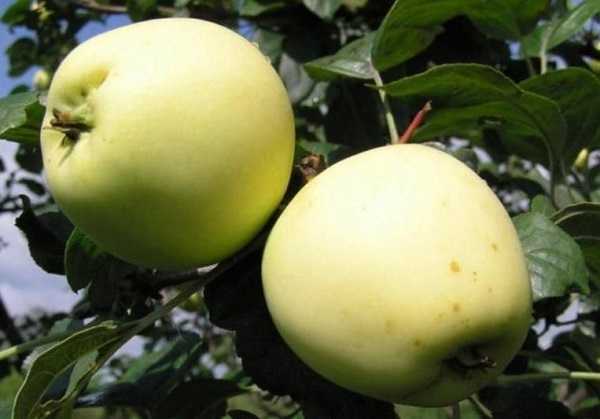 mărul arkadik