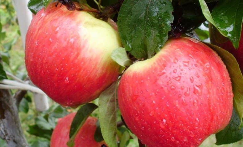 mărul frumusețea din Sverdlovsk