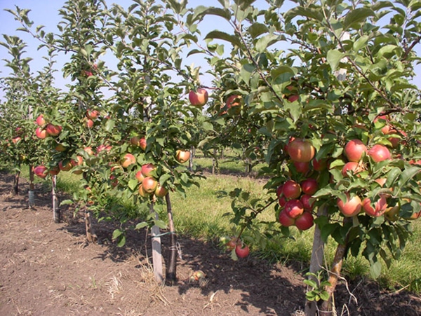 sadzenie jabłoni