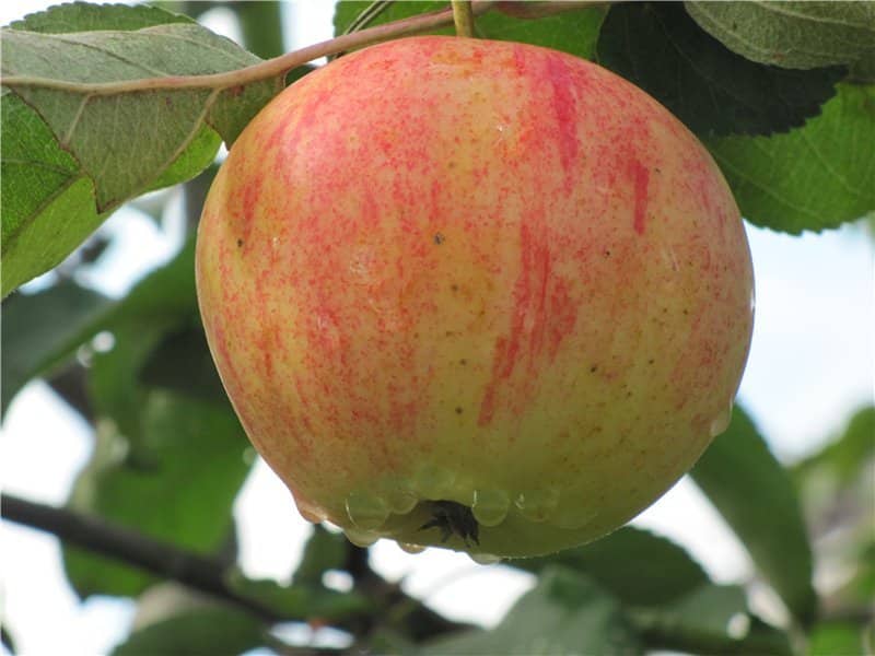 elma ağacı kartalı