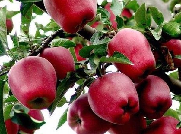 elma ağacı kırmızı lezzetli
