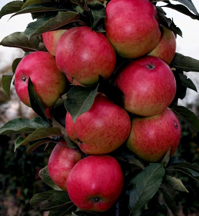 omenapuun pylväs