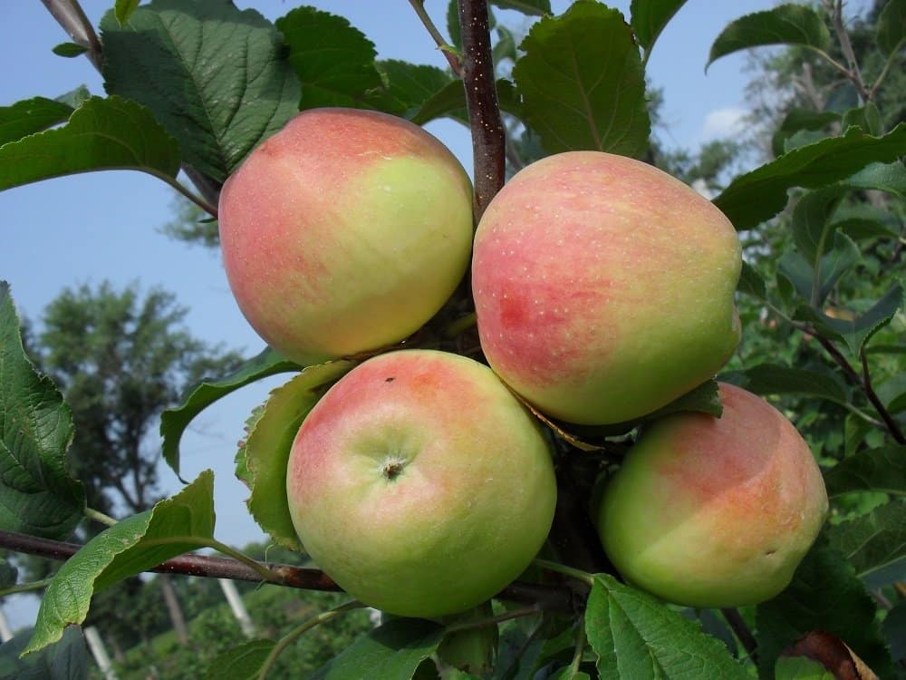 ต้นแอปเปิ้ล stroevskoe