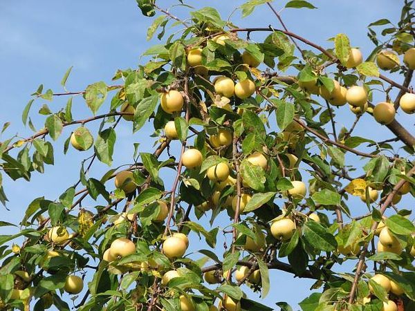 ต้นแอปเปิ้ล Ural จำนวนมาก