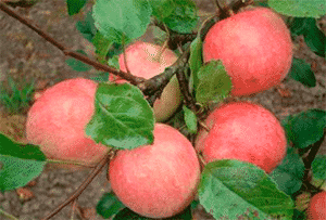 Περιγραφή, χαρακτηριστικά και υποείδη της μηλιάς Uslada, οι λεπτές καλλιέργειες