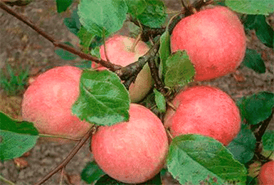 Apfelbaumgenuss