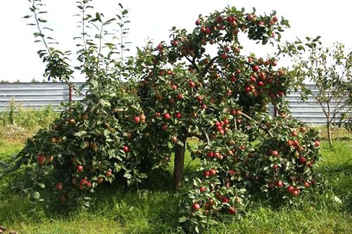 creeping apple tree
