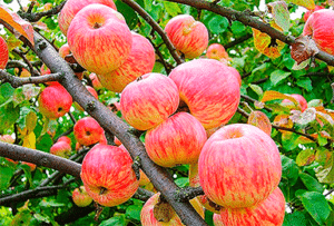 Mô tả và đặc điểm của giống táo Apple Spas, lịch sử và đặc điểm canh tác