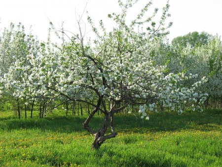 berry elma ağacı