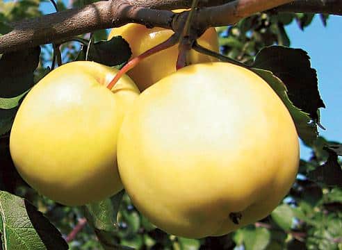 Altajska stabla jabuka