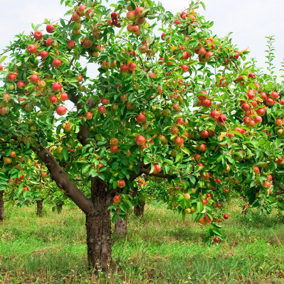apple tree legend